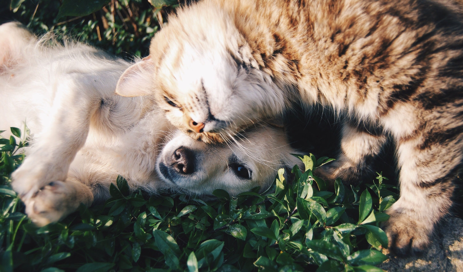 Chien et chat heureux avec leur pet sitter